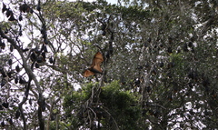 Pteropus poliocephalus