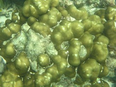Porites