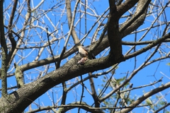 Accipiter striatus erythronemius
