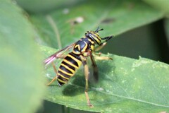 Spilomyia longicornis