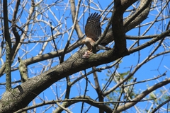 Accipiter striatus erythronemius