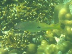 Lutjanus fulviflamma