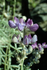 Lupinus argenteus