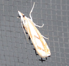 Catoptria latiradiellus