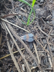 Calopteron