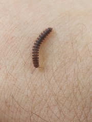 Pseudopolydesmus erasus