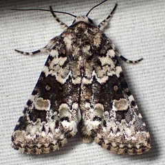 Lacinipolia