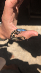 Plestiodon fasciatus