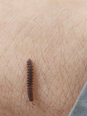 Pseudopolydesmus erasus