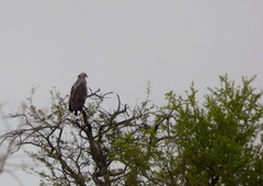 Buteogallus coronatus
