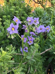 Solanum pinnatum