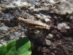 Acrididae
