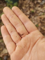 Pseudopolydesmus erasus