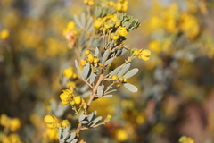 Senna artemisioides alicia