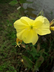 Oenothera glazioviana