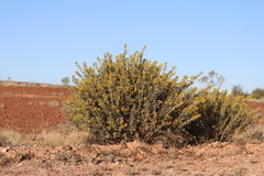 Senna artemisioides alicia