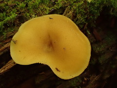 Tricholomopsis