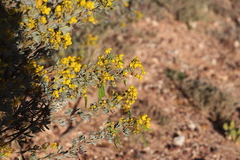 Senna artemisioides alicia
