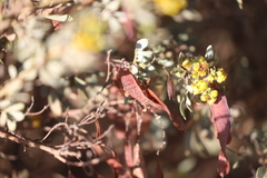 Senna artemisioides alicia