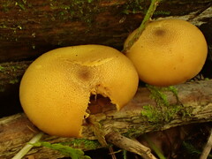 Tricholomopsis