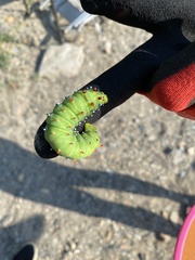 Saturniidae