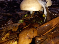 Pluteus petasatus