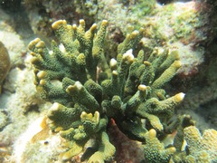 Montipora digitata
