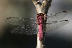 Orthemis discolor