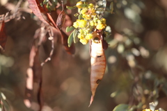 Senna artemisioides alicia