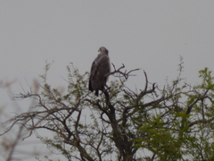 Buteogallus coronatus