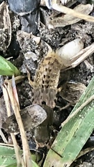 Platydracus maculosus