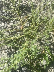 Amaranthus albus