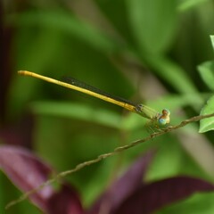 Ceriagrion coromandelianum