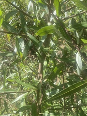Salix lasiolepis