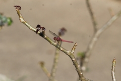 Orthemis discolor