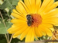 Megachile rotundata