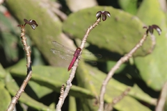 Orthemis discolor