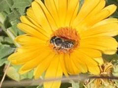 Megachile rotundata