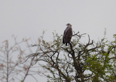 Buteogallus coronatus
