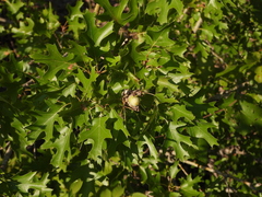 Quercus buckleyi