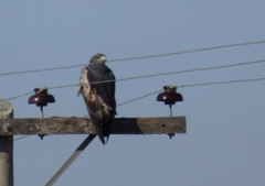 Geranoaetus melanoleucus