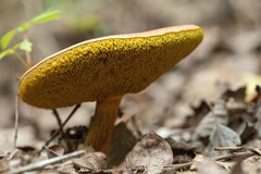 Aureoboletus flaviporus