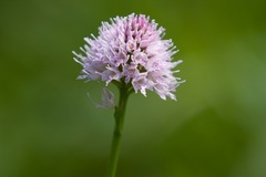 Traunsteinera globosa