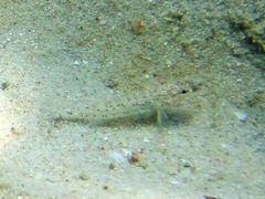 Istigobius