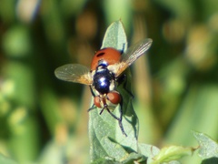 Gymnosoma