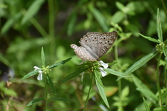 Junonia atlites