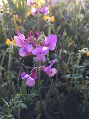 Lathyrus magellanicus