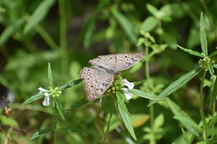 Junonia atlites