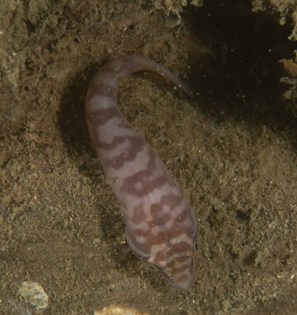Pink Clingfish from Sydney NSW, Australia on September 8, 2022 at 07:49 ...