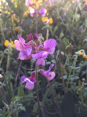 Lathyrus magellanicus